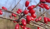 周至山茱萸