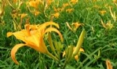环县黄花菜