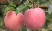 泾川红富士苹果