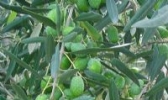 贺家坪油橄榄