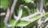 徽县蚕桑
