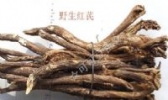 武都红芪