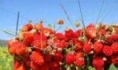 岷县野草莓