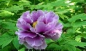 临洮花卉