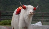 白牦牛肉