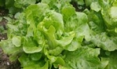 野生菜