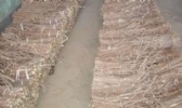 民勤甘草