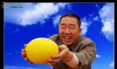 民勤蜜瓜