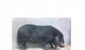 八眉猪