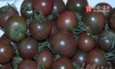 黑番茄