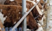 张掖肉牛