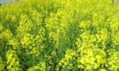 张掖油菜籽