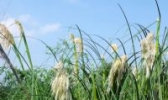 张掖白花苇