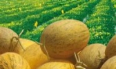 瓜州蜜瓜