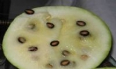 兰州籽瓜