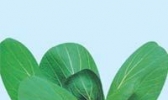 碧秀