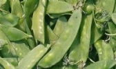 马家村荷兰豆