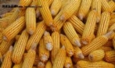 海东地区特早熟玉米