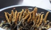 泽库冬虫夏草