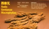 西秦艽
