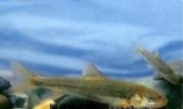 青海湖裸鲤