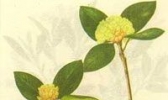 烈香杜鹃