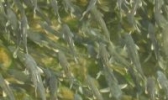 湟鱼