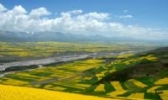 门源菜籽油