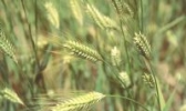 玉树黑青稞