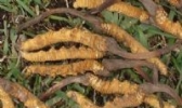 玉树虫草