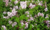 丁香花