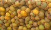 高崖西甜瓜