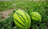 香山硒砂瓜