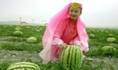中宁硒砂瓜