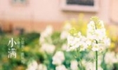 苦苦菜