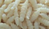 螺丝菜