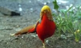 红腹锦鸡