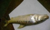 黄河鸽子鱼