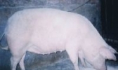 新疆瘦肉型白猪