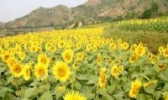 奇台县葵花仁油