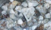 巴楚胡杨蘑菇