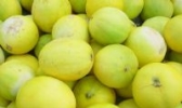 伽师甜瓜