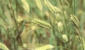 阿合奇县青稞