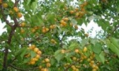 霍城树上干杏