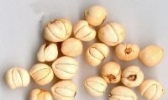 新疆贝母