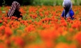 新疆兵团八十四团色素菊花