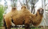 双峰野骆驼