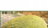 新蜜11号