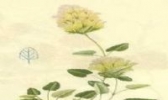 异叶青兰