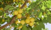 轮台白杏